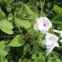 Ipomoea carnea Jacq.